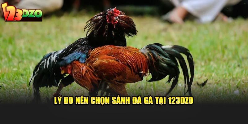 Lý do nên chọn sảnh đá gà tại 123DZO