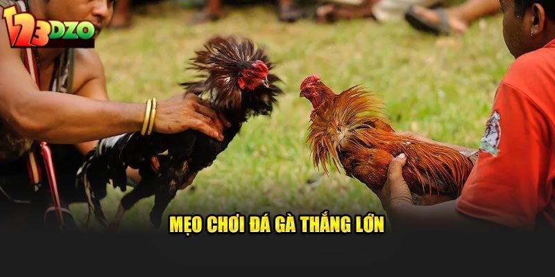 Mẹo chơi đá gà thắng lớn